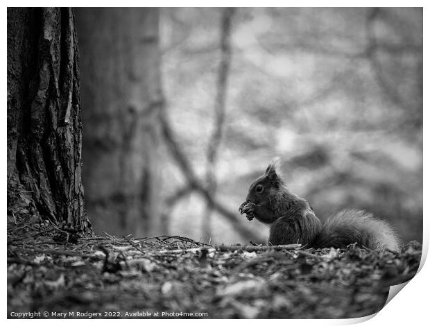Squirrel B&W Print by Mary M Rodgers