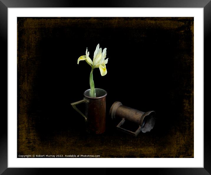 Iris reticulata "Katherine's Gold". Framed Mounted Print by Robert Murray