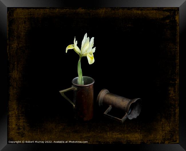 Iris reticulata "Katherine's Gold". Framed Print by Robert Murray