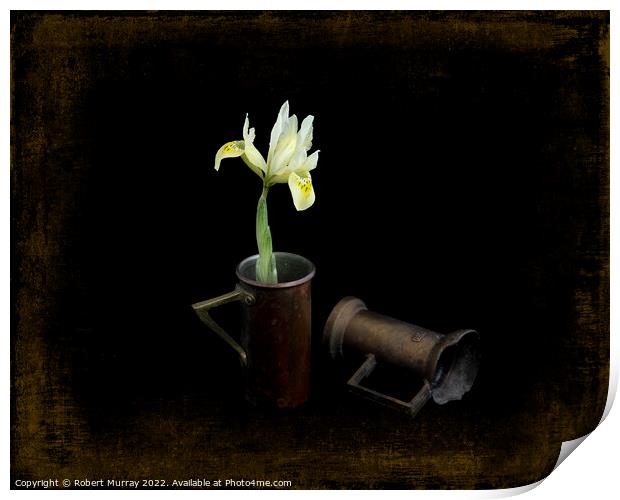 Iris reticulata "Katherine's Gold". Print by Robert Murray