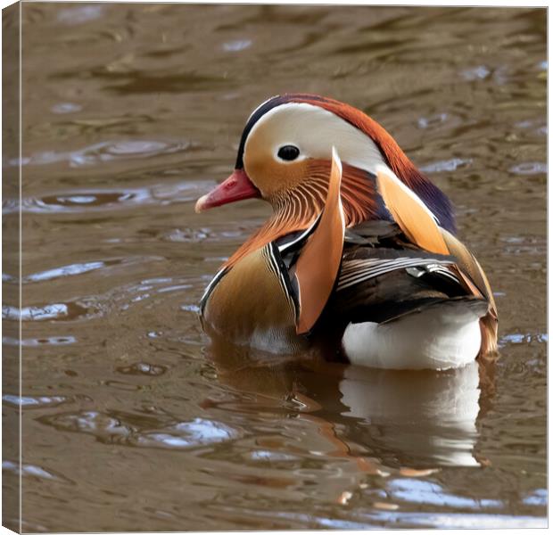Male mandarin duck looking left Canvas Print by Jonathan Thirkell
