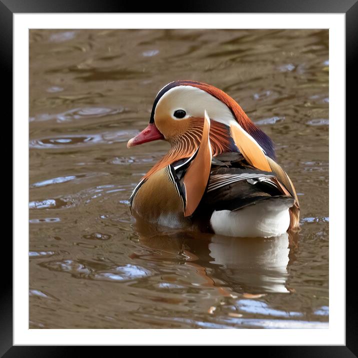 Male mandarin duck looking left Framed Mounted Print by Jonathan Thirkell