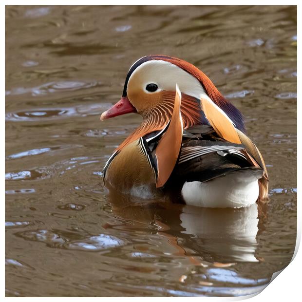 Male mandarin duck looking left Print by Jonathan Thirkell