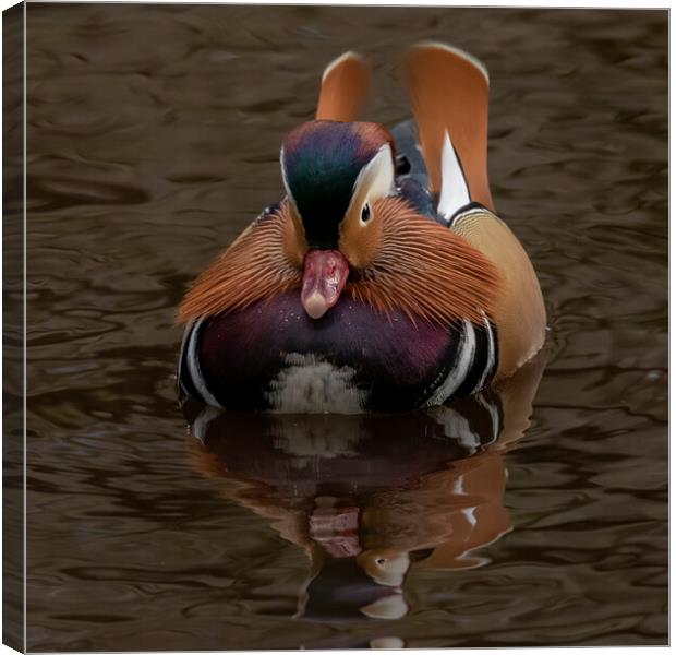 Male mandarin duck incoming Canvas Print by Jonathan Thirkell