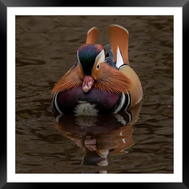 Male mandarin duck incoming Framed Mounted Print by Jonathan Thirkell