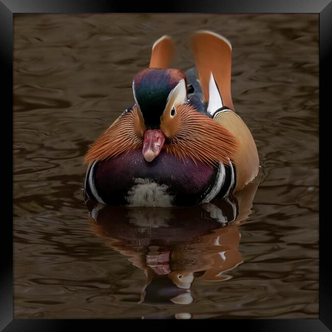 Male mandarin duck incoming Framed Print by Jonathan Thirkell