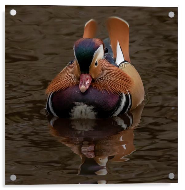 Male mandarin duck incoming Acrylic by Jonathan Thirkell