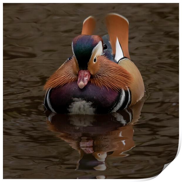Male mandarin duck incoming Print by Jonathan Thirkell