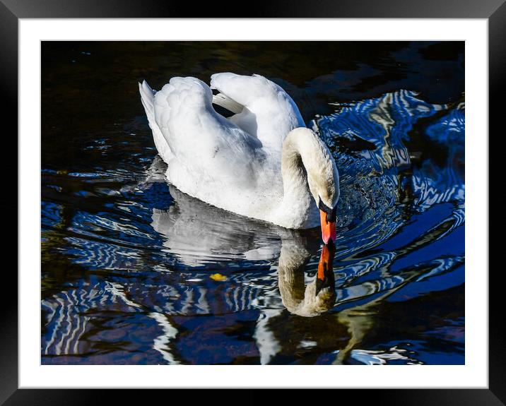 Animal Bird Framed Mounted Print by Alan Gray