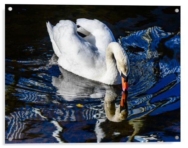Animal Bird Acrylic by Alan Gray