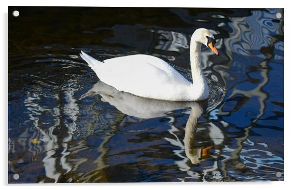 Animal bird Acrylic by Alan Gray