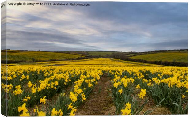Cornish Daffodils fields Canvas Print by kathy white