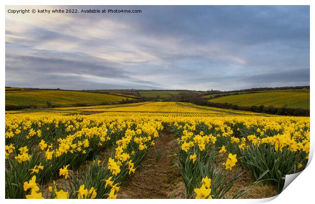 Cornish Daffodils fields Print by kathy white