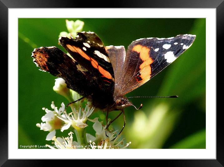 Butterfly 1st Day Of Autumn Framed Mounted Print by Louise Godwin