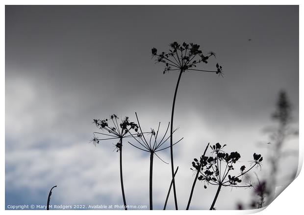 Silhouette  Print by Mary M Rodgers