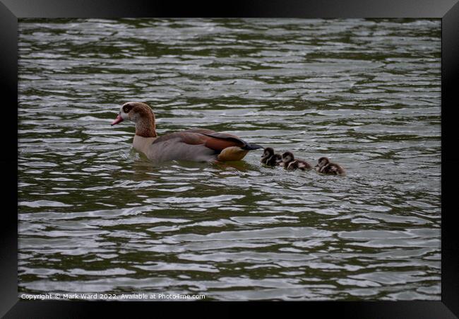 Egyptian Goose with March Chicks. Framed Print by Mark Ward