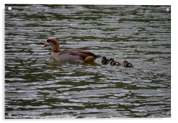 Egyptian Goose with March Chicks. Acrylic by Mark Ward