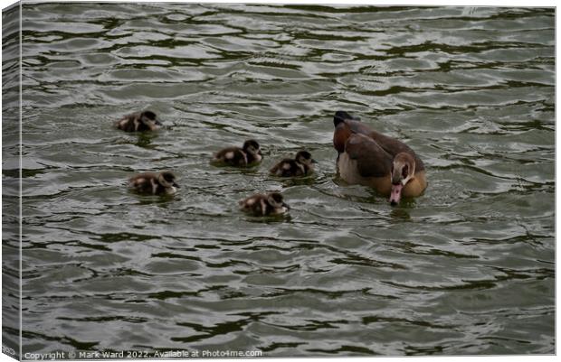 Egyptian Goose chicks in March. Canvas Print by Mark Ward