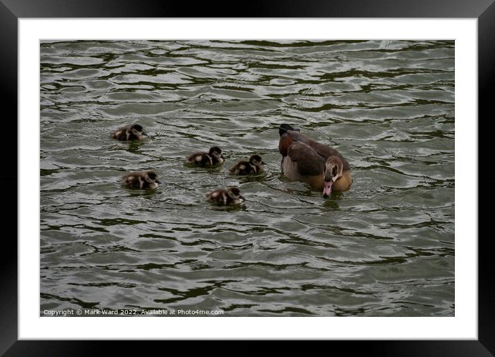 Egyptian Goose chicks in March. Framed Mounted Print by Mark Ward