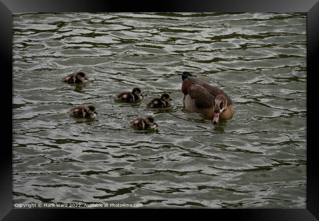 Egyptian Goose chicks in March. Framed Print by Mark Ward