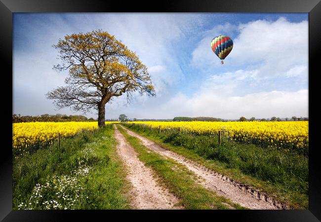 Oilseed Rape Fields Near Rolleston Framed Print by Dave Urwin