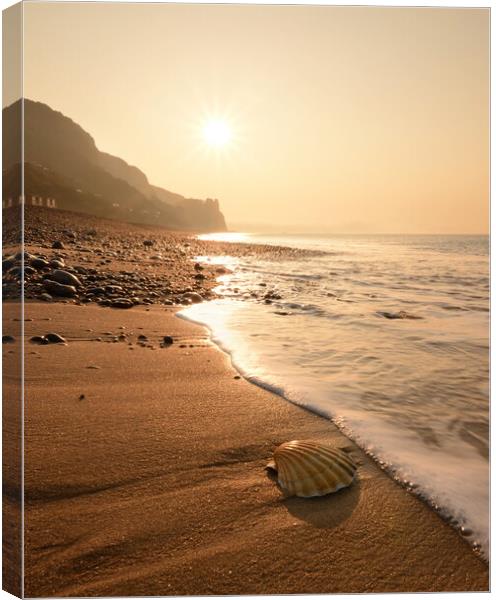 Branscombe Scallop Shell Canvas Print by David Neighbour