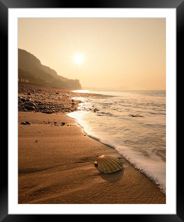 Branscombe Scallop Shell Framed Mounted Print by David Neighbour