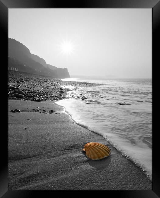 Branscombe Scallop Shell Popped Framed Print by David Neighbour
