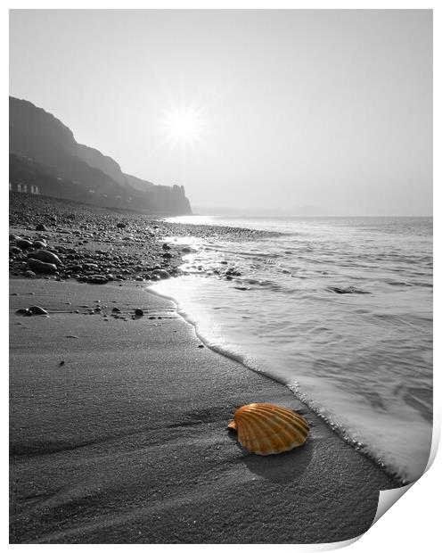 Branscombe Scallop Shell Popped Print by David Neighbour