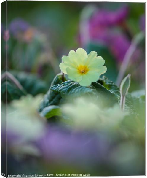Primrose flower Canvas Print by Simon Johnson
