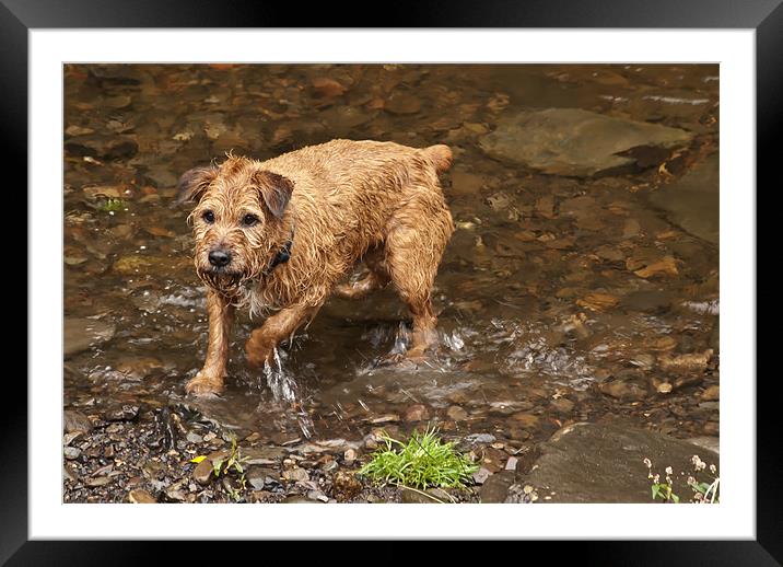 Wet Dog Framed Mounted Print by Steve Purnell