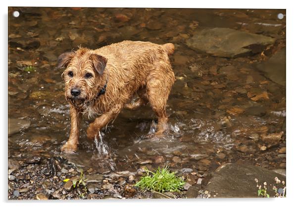 Wet Dog Acrylic by Steve Purnell
