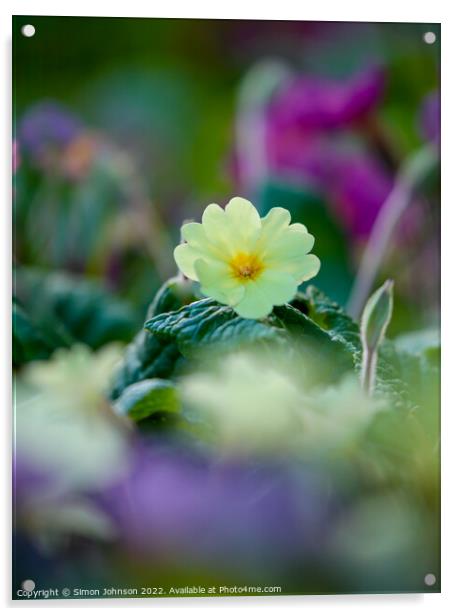 backlit primrose Acrylic by Simon Johnson