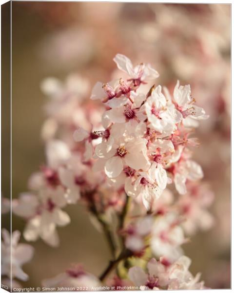 Spring Cherry Blossom Canvas Print by Simon Johnson
