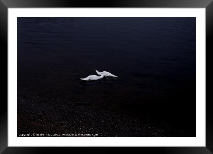 Swans Framed Mounted Print by Eszter Papp