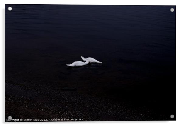 Swans Acrylic by Eszter Papp