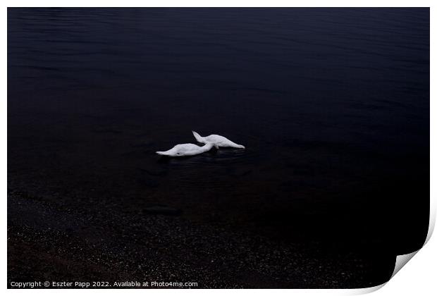 Swans Print by Eszter Papp