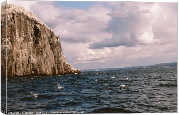 Seagulls over the sea of Bass Rock Canvas Print by Eszter Papp