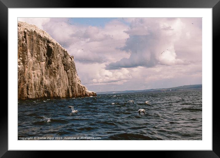 Seagulls over the sea of Bass Rock Framed Mounted Print by Eszter Papp