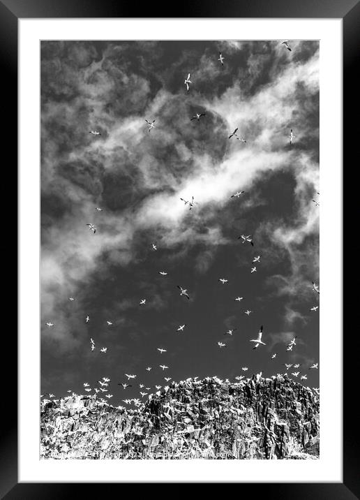 Sky cloud with seagulls II. Framed Mounted Print by Eszter Papp