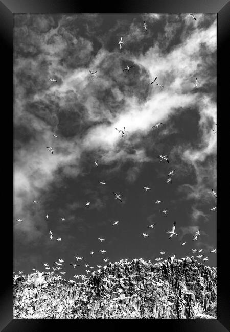 Sky cloud with seagulls II. Framed Print by Eszter Papp