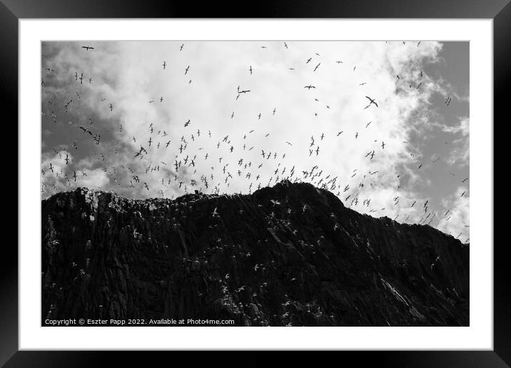 Seagulls over Bass Rock.  Framed Mounted Print by Eszter Papp