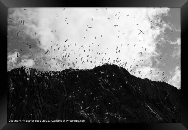 Seagulls over Bass Rock.  Framed Print by Eszter Papp