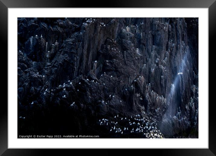 Resting gannets Framed Mounted Print by Eszter Papp
