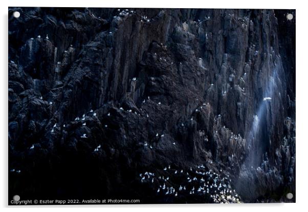 Resting gannets Acrylic by Eszter Papp