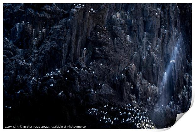 Resting gannets Print by Eszter Papp