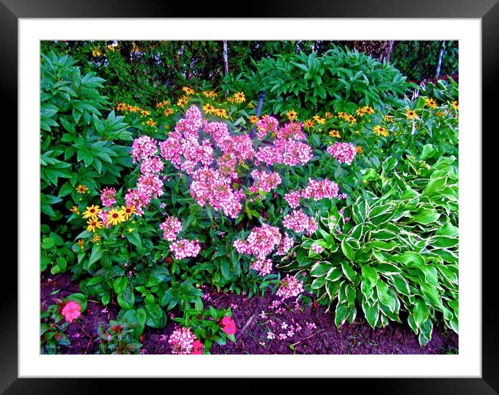 Garden Flowers Framed Mounted Print by Stephanie Moore