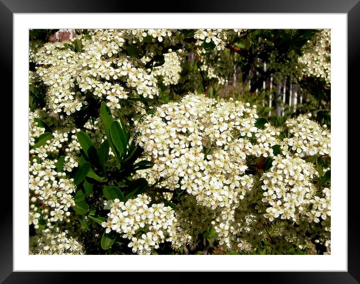 Hawthorn flowers Framed Mounted Print by Stephanie Moore