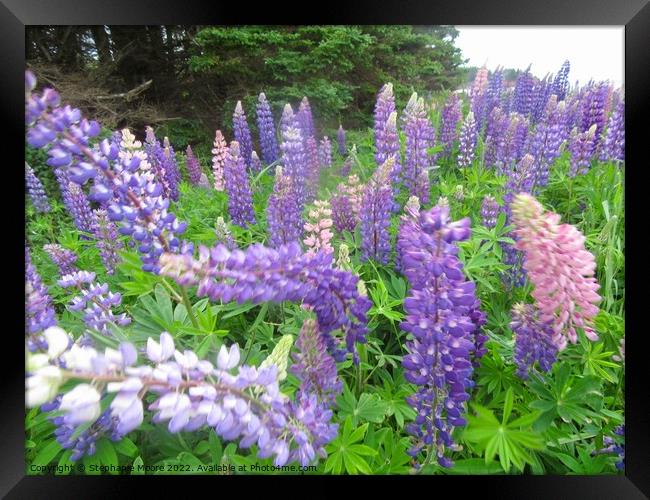 Lupins Framed Print by Stephanie Moore