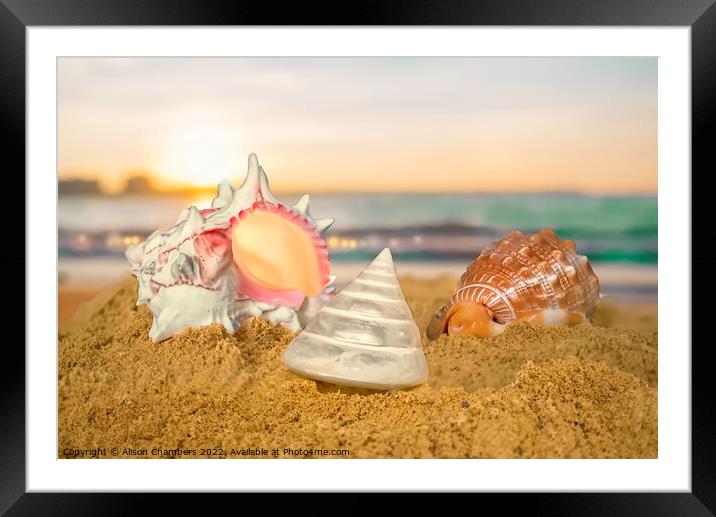Seashells Framed Mounted Print by Alison Chambers